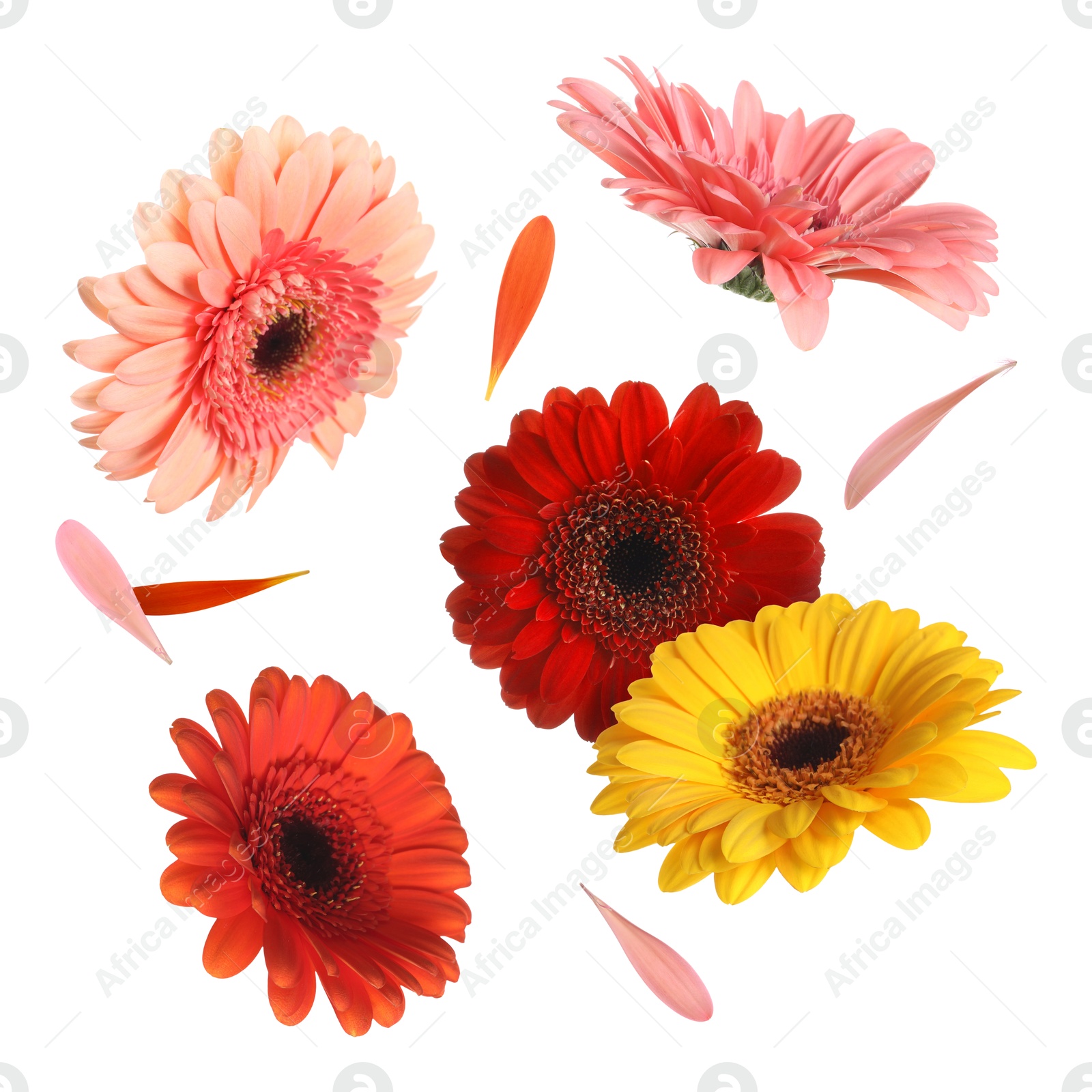 Image of Colorful gerbera flowers in air on white background