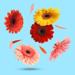 Colorful gerbera flowers in air on light blue background