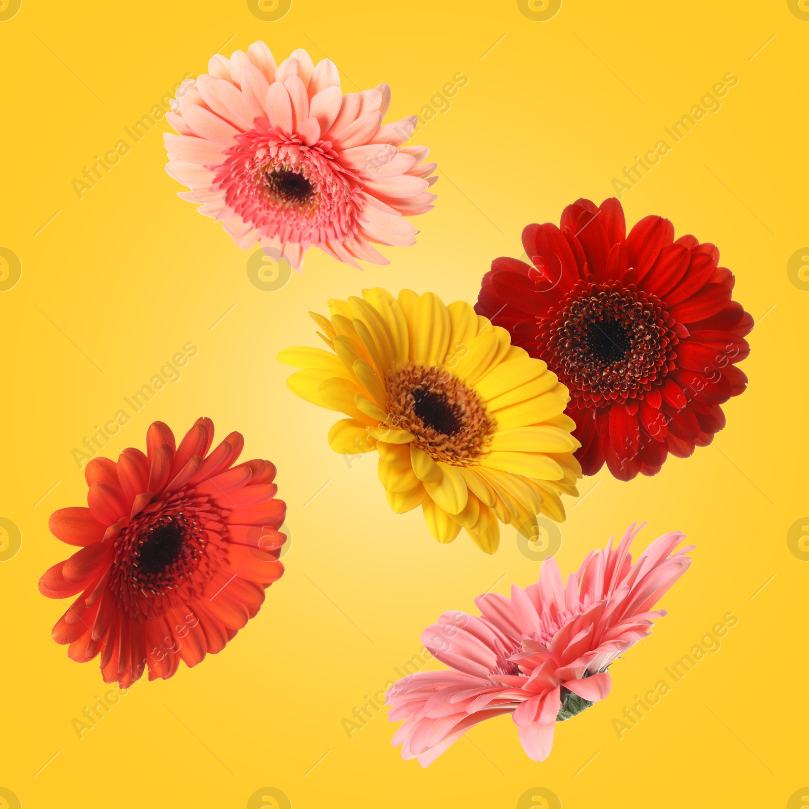 Image of Colorful gerbera flowers in air on golden background