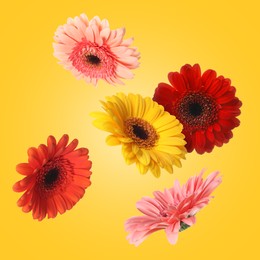 Image of Colorful gerbera flowers in air on golden background