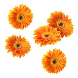 Orange gerbera flowers in air on white background