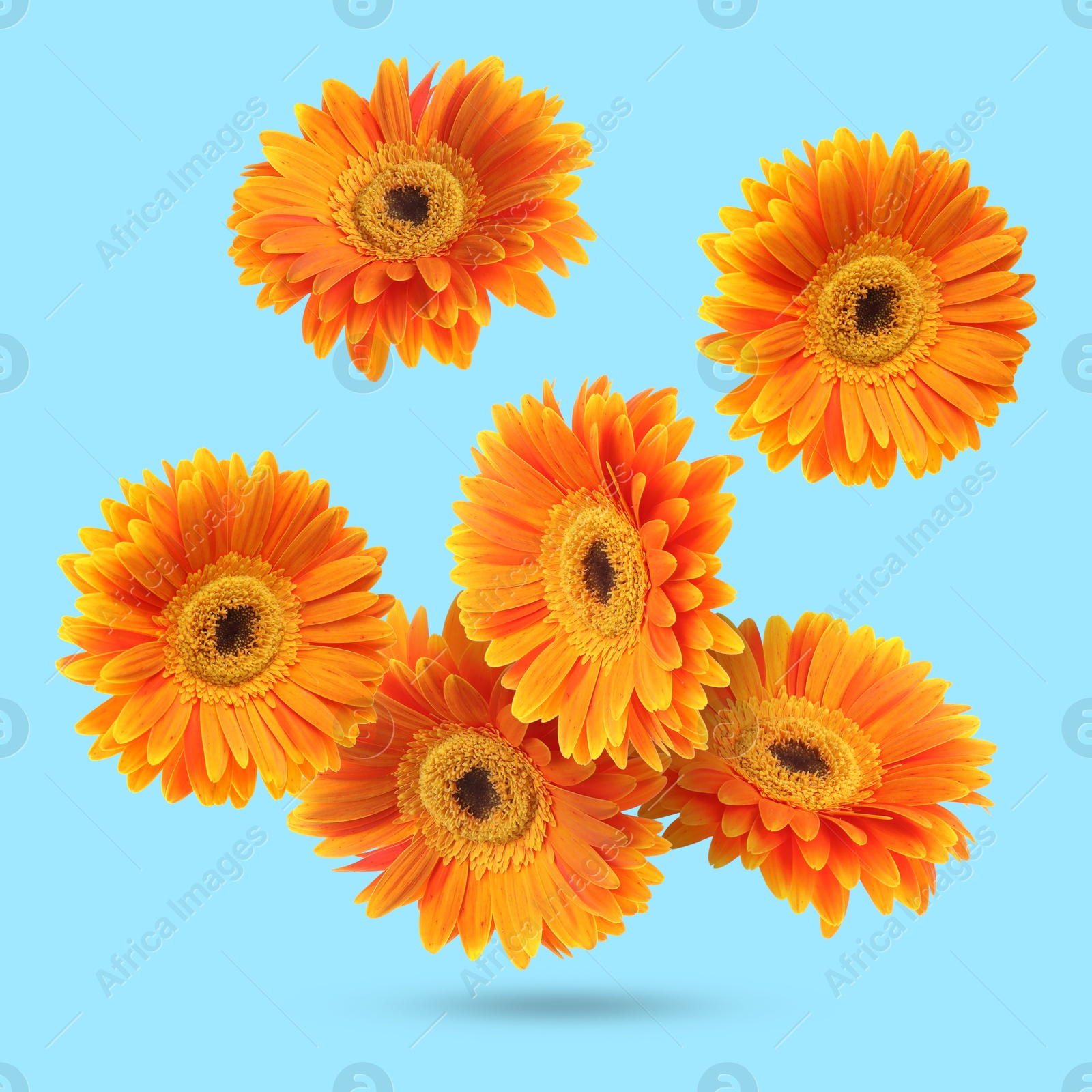 Image of Orange gerbera flowers in air on light blue background