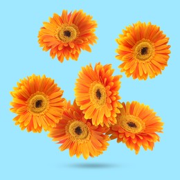 Orange gerbera flowers in air on light blue background