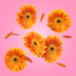 Image of Orange gerbera flowers in air on pink background