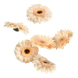 Beige gerbera flowers in air on white background