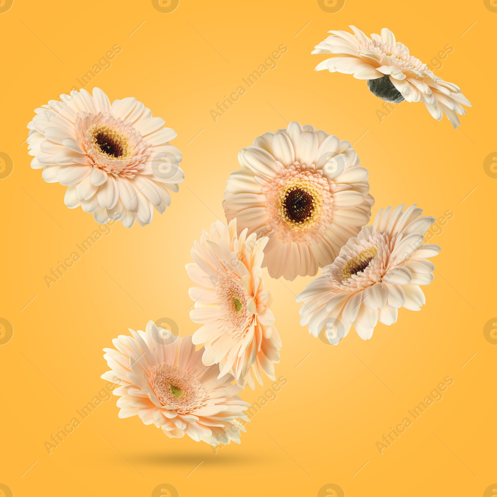 Image of Beige gerbera flowers in air on golden background