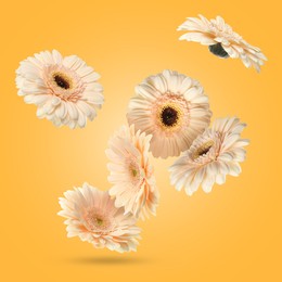 Beige gerbera flowers in air on golden background