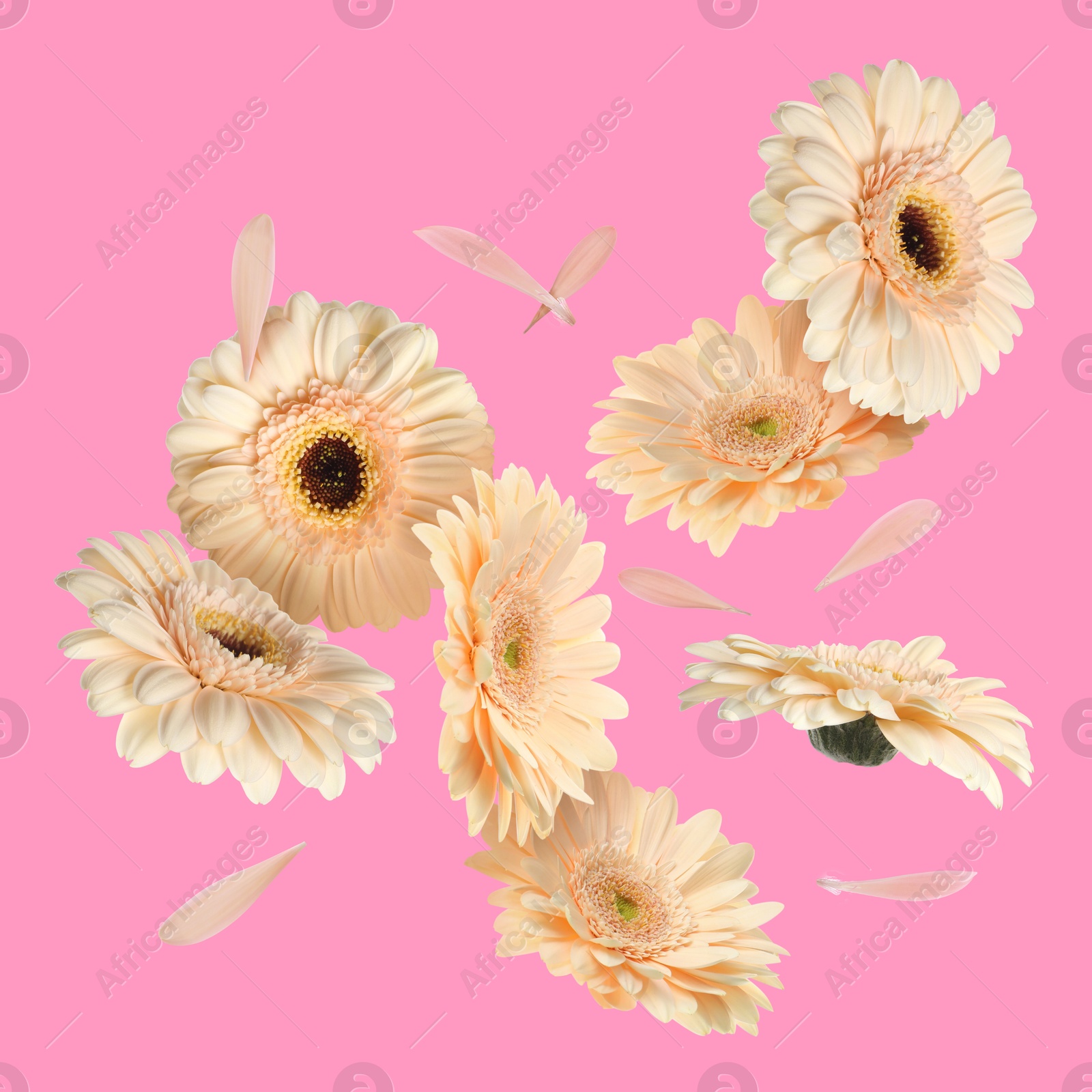 Image of Beige gerbera flowers in air on pink background