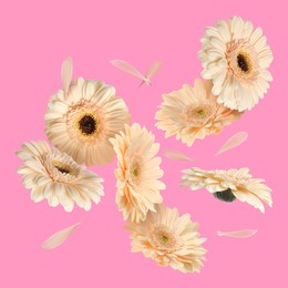 Image of Beige gerbera flowers in air on pink background