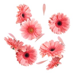 Pink gerbera flowers in air on white background