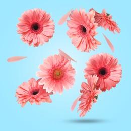 Pink gerbera flowers in air on light blue background