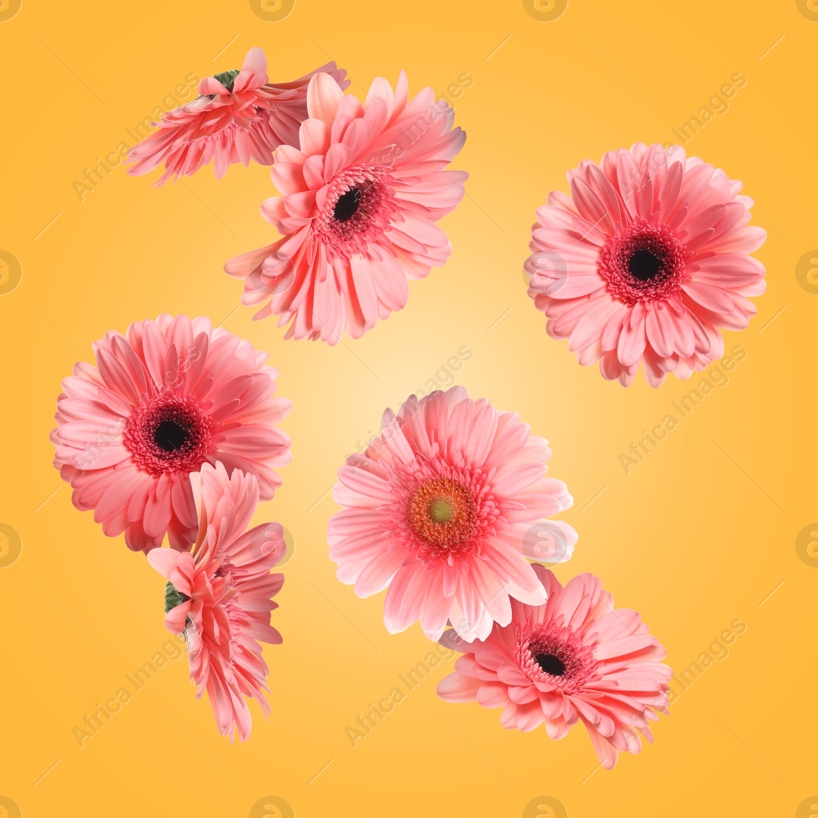 Image of Pink gerbera flowers in air on golden background