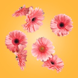 Image of Pink gerbera flowers in air on golden background