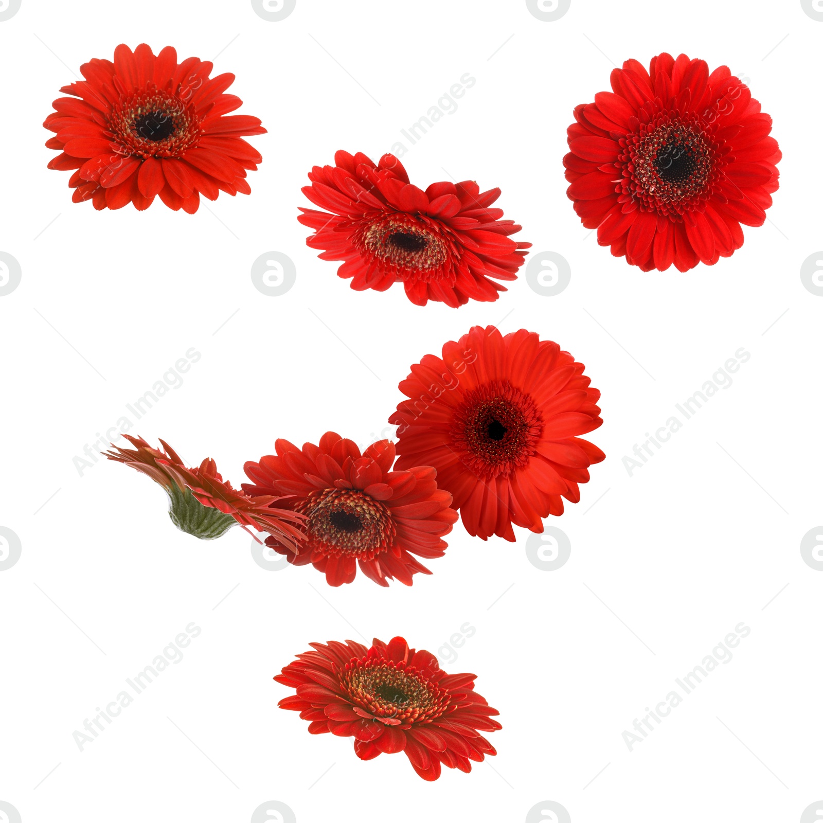 Image of Red gerbera flowers in air on white background