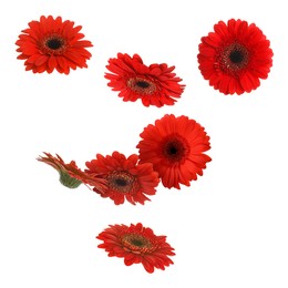 Red gerbera flowers in air on white background