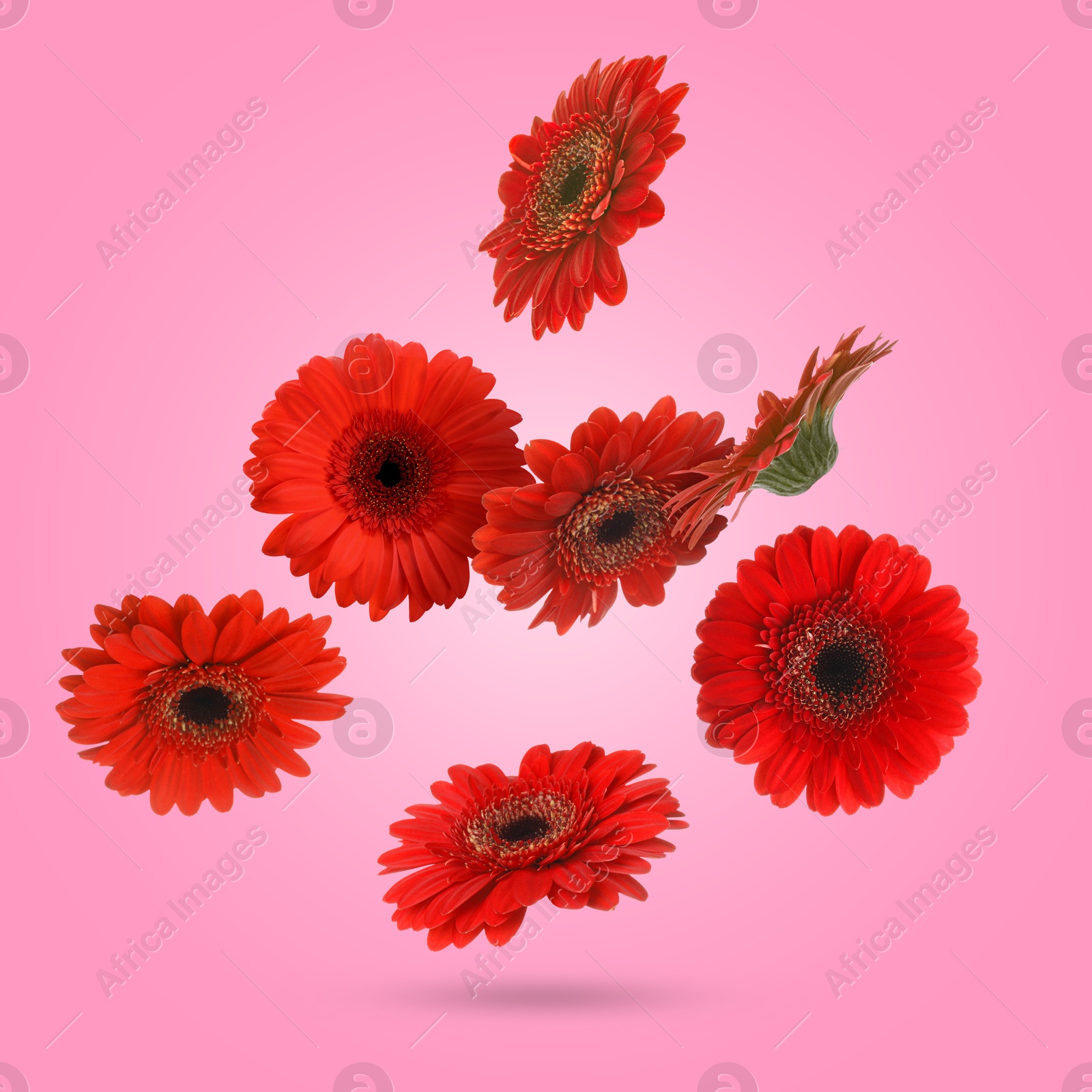 Image of Red gerbera flowers in air on pink background