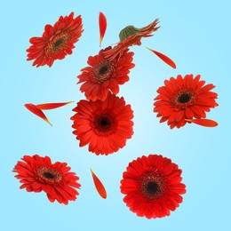 Red gerbera flowers in air on light blue background