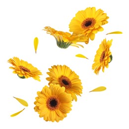 Yellow gerbera flowers in air on white background