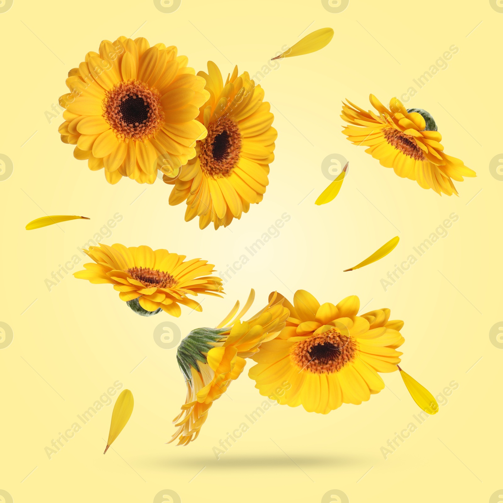 Image of Bright gerbera flowers in air on light yellow background