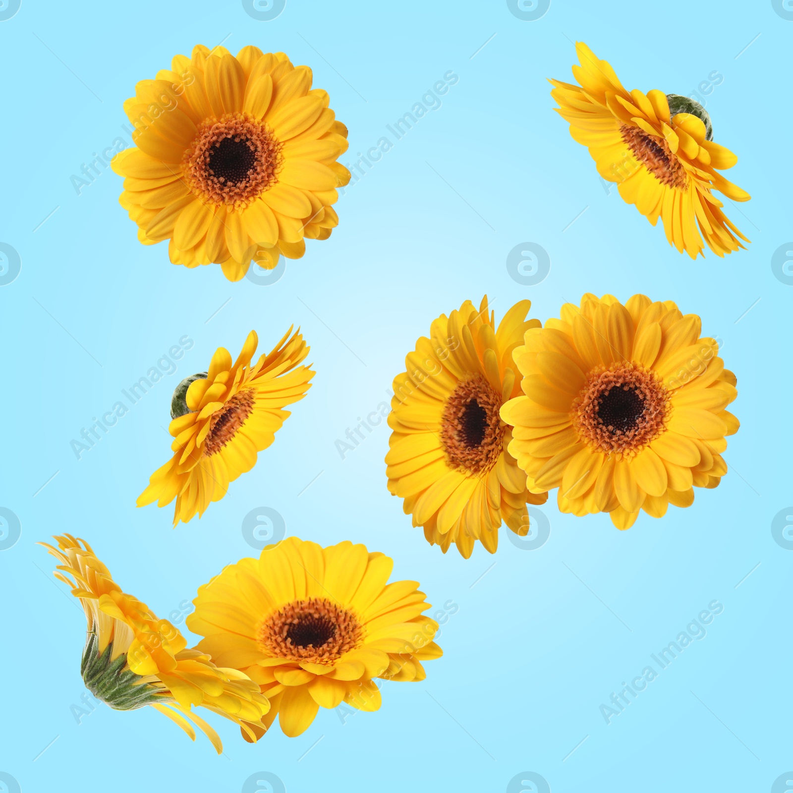 Image of Yellow gerbera flowers in air on light blue background