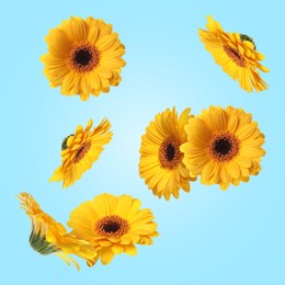 Yellow gerbera flowers in air on light blue background