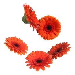 Image of Red gerbera flowers in air on white background