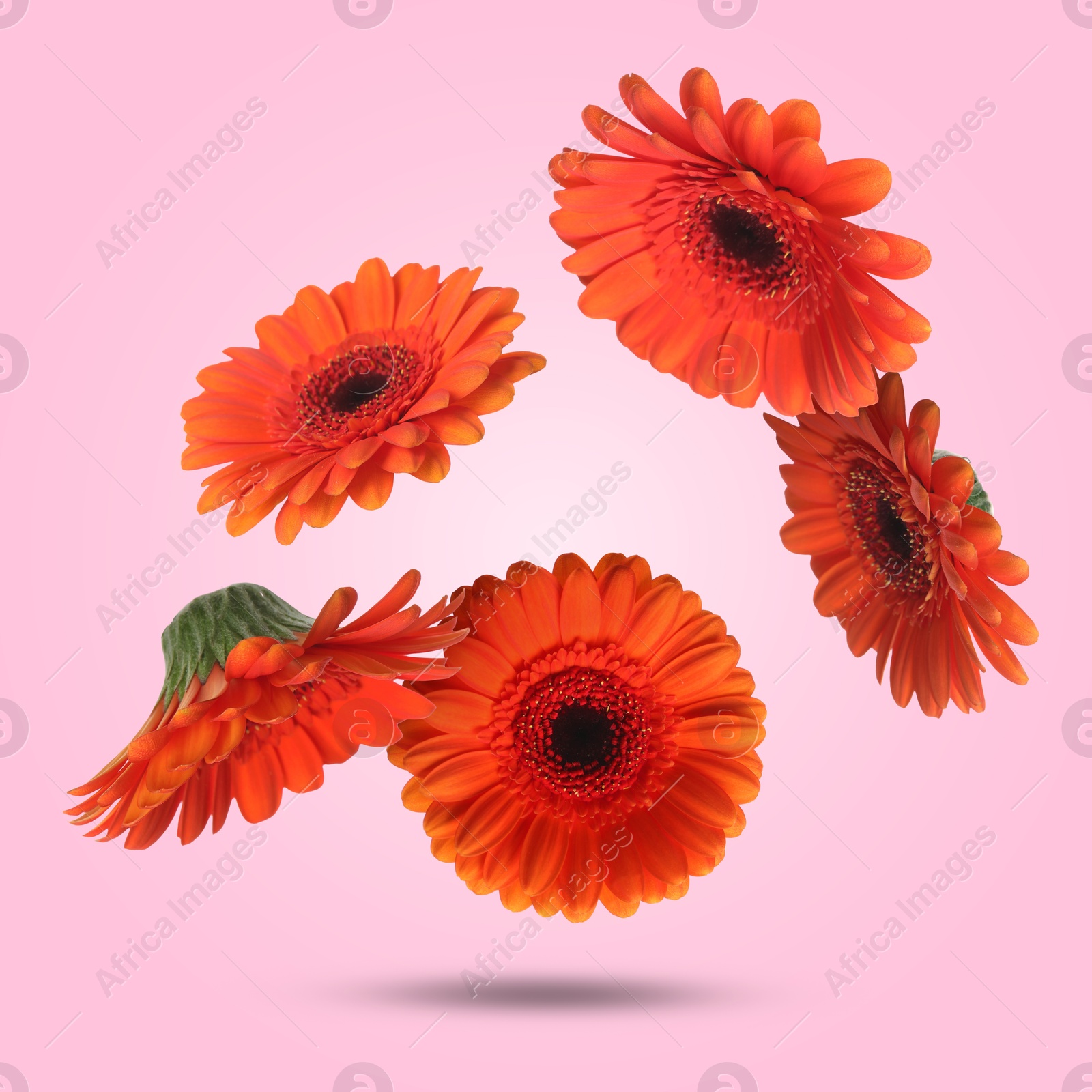 Image of Red gerbera flowers in air on pink background