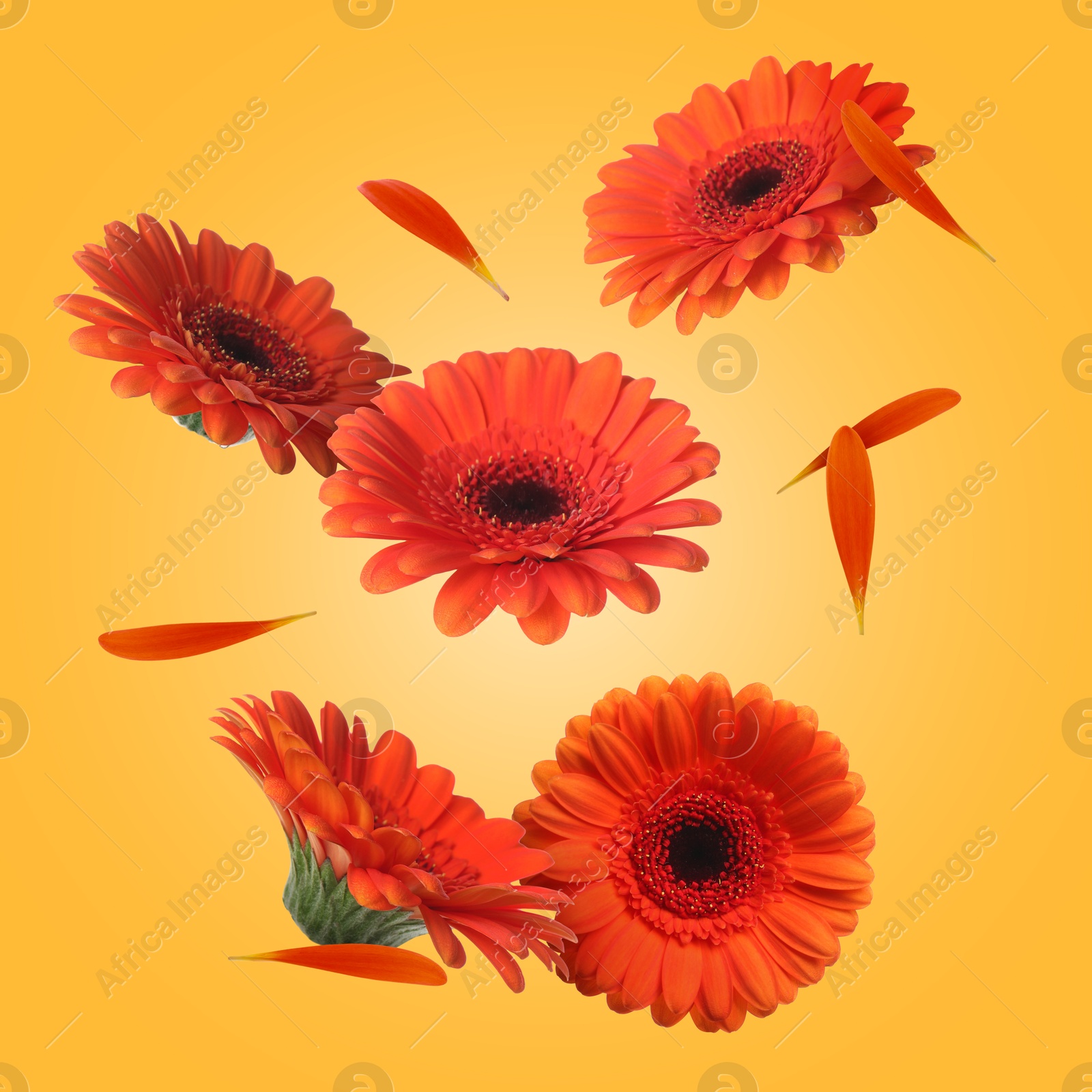 Image of Red gerbera flowers in air on golden background