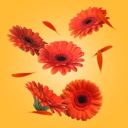 Image of Red gerbera flowers in air on golden background