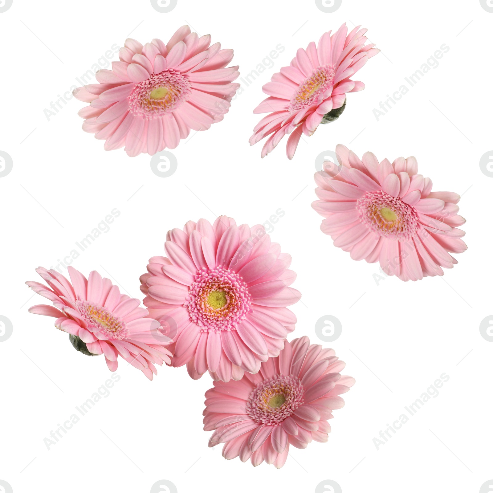 Image of Pink gerbera flowers in air on white background