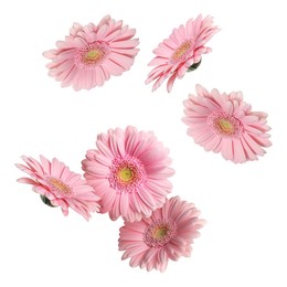 Pink gerbera flowers in air on white background