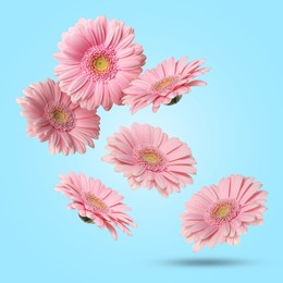 Pink gerbera flowers in air on light blue background