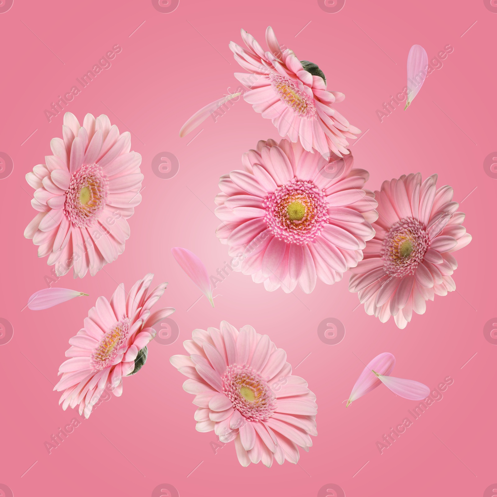 Image of Beautiful gerbera flowers in air on pink background