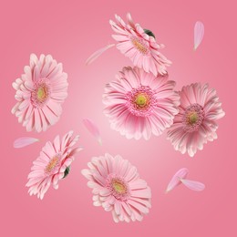 Beautiful gerbera flowers in air on pink background