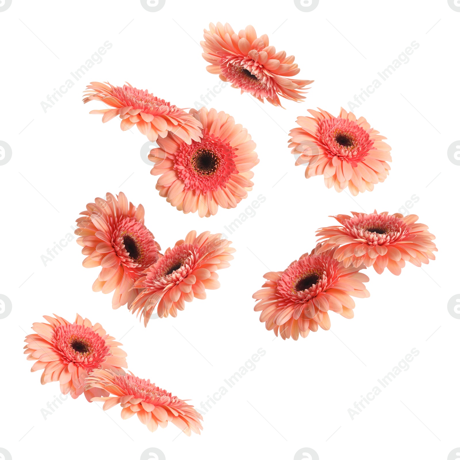 Image of Pink gerbera flowers in air on white background