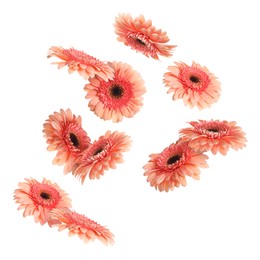 Pink gerbera flowers in air on white background