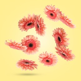 Image of Pink gerbera flowers in air on light yellow background