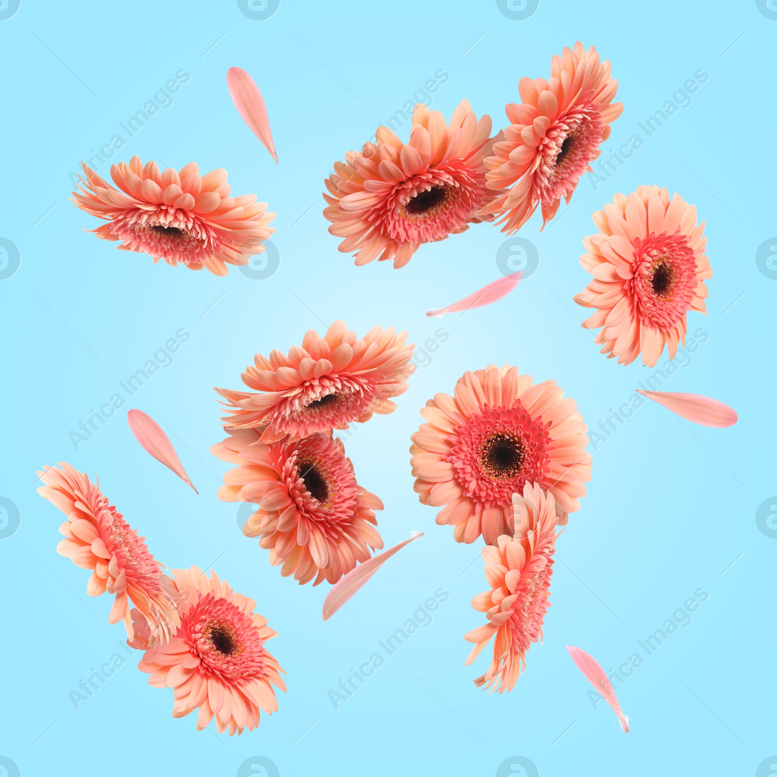 Image of Pink gerbera flowers in air on light blue background