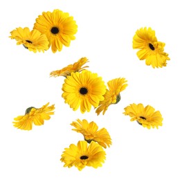 Image of Yellow gerbera flowers in air on white background