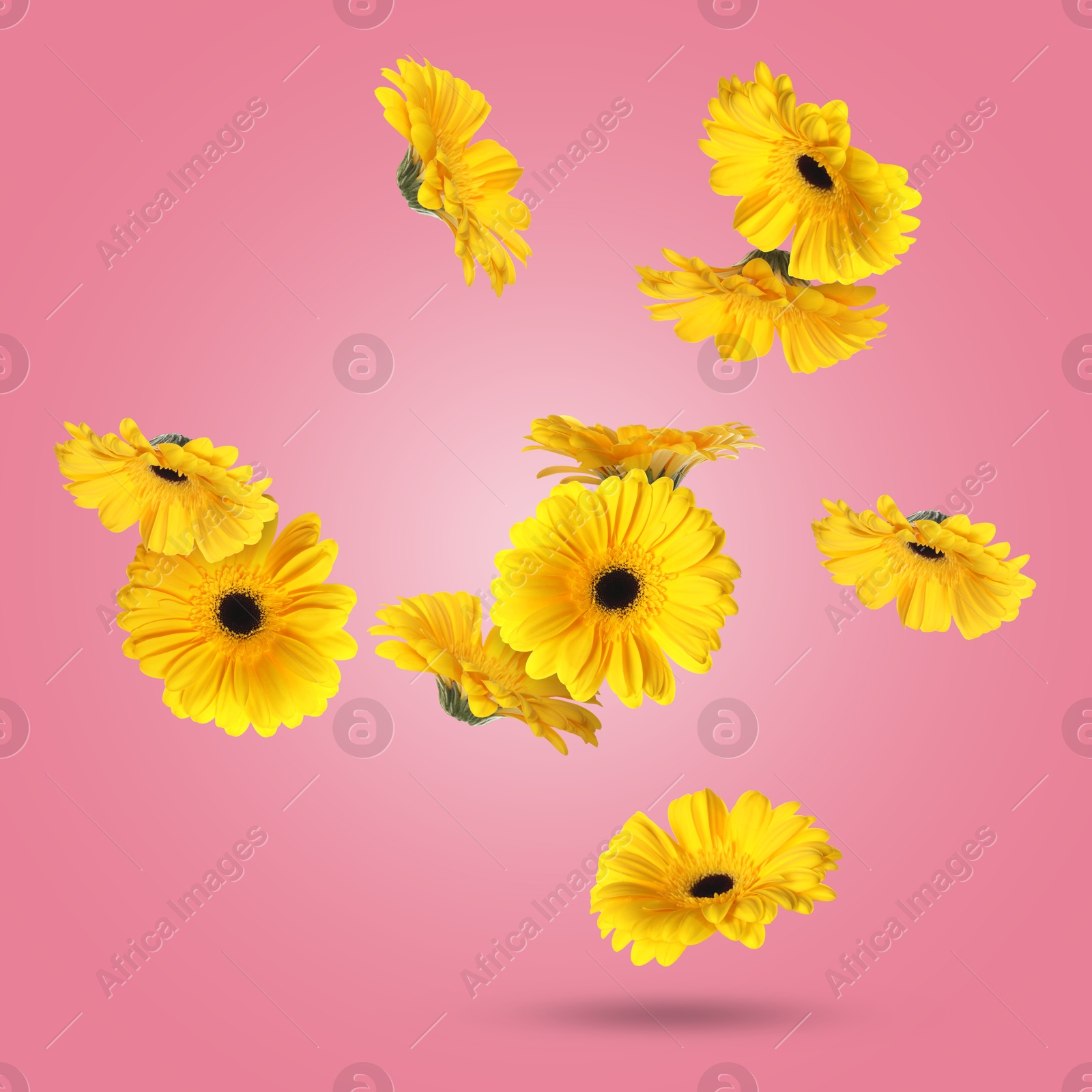 Image of Yellow gerbera flowers in air on pink background