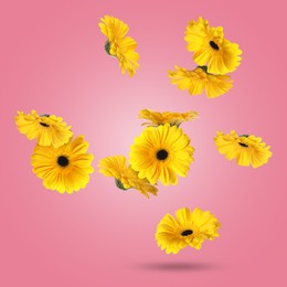 Image of Yellow gerbera flowers in air on pink background