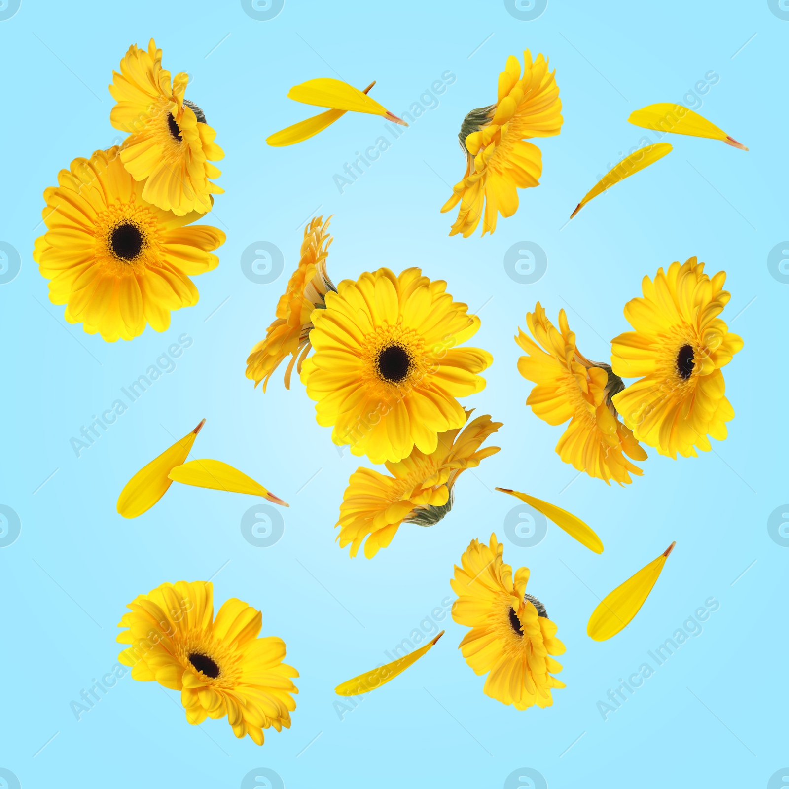 Image of Yellow gerbera flowers in air on light blue background