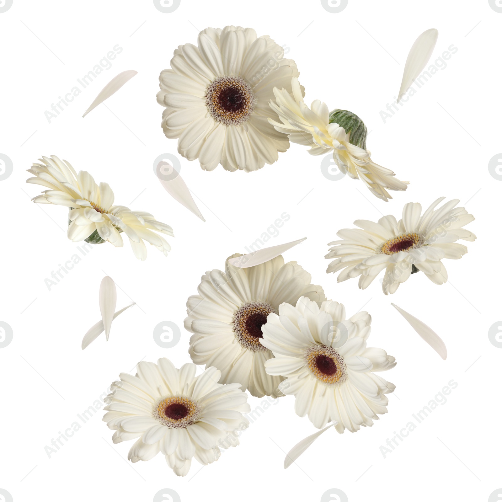 Image of Beautiful gerbera flowers in air on white background