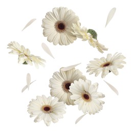 Beautiful gerbera flowers in air on white background