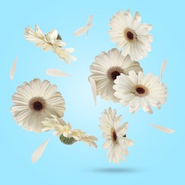 Image of White gerbera flowers in air on light blue background