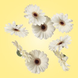 White gerbera flowers in air on light yellow background