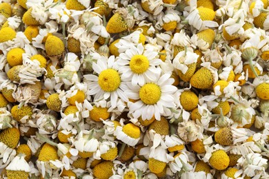 Photo of Fresh and dry chamomile flowers as background, top view