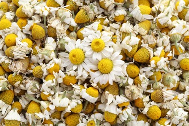 Fresh and dry chamomile flowers as background, top view