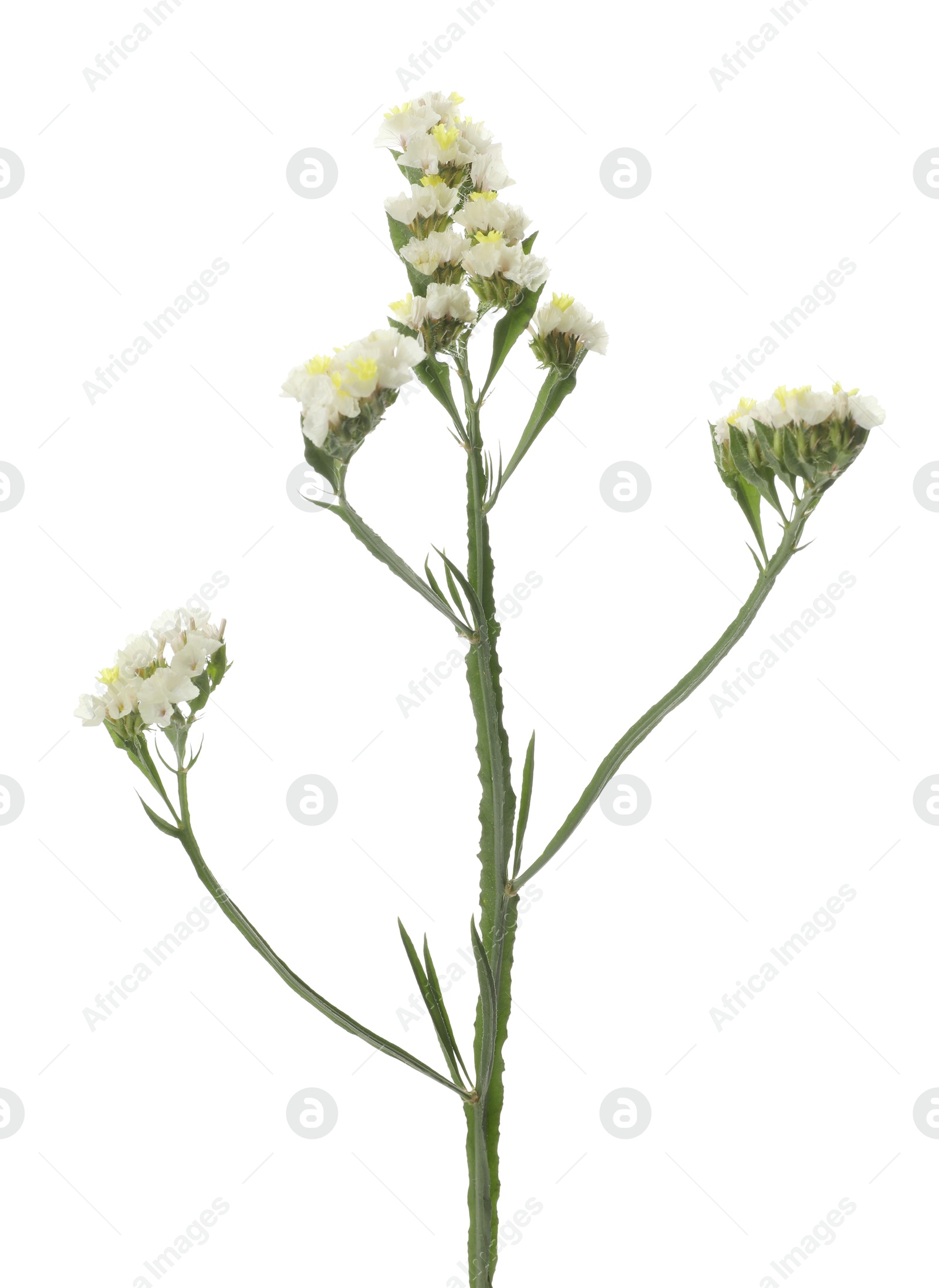 Photo of Beautiful yarrow flowers on white background. Wild plant