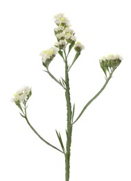 Beautiful yarrow flowers on white background. Wild plant